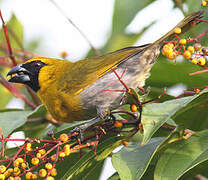 Black-faced Grosbeak