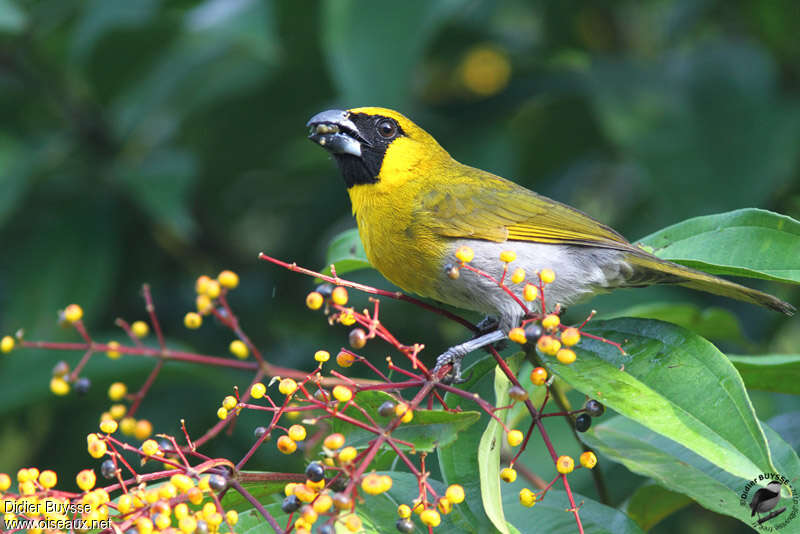 Black-faced Grosbeakadult, identification, feeding habits