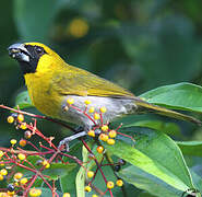 Black-faced Grosbeak