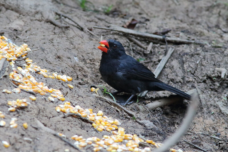 Black-throated Grosbeakadult, identification, eats