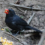 Black-throated Grosbeak