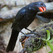 Cardinal fuligineux