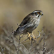 Spot-winged Falconet