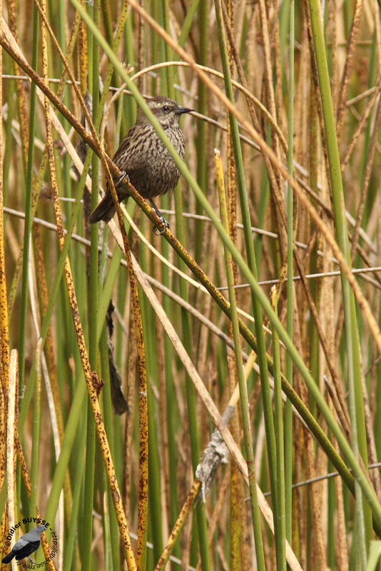 Carouge galonnéjuvénile, identification