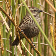 Yellow-winged Blackbird