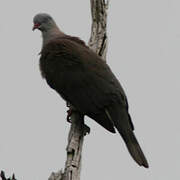 Mountain Imperial Pigeon