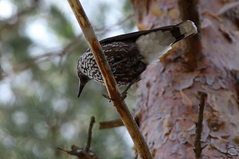 Cassenoix mouchetéadulte, identification