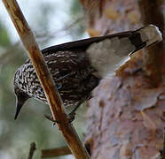 Spotted Nutcracker