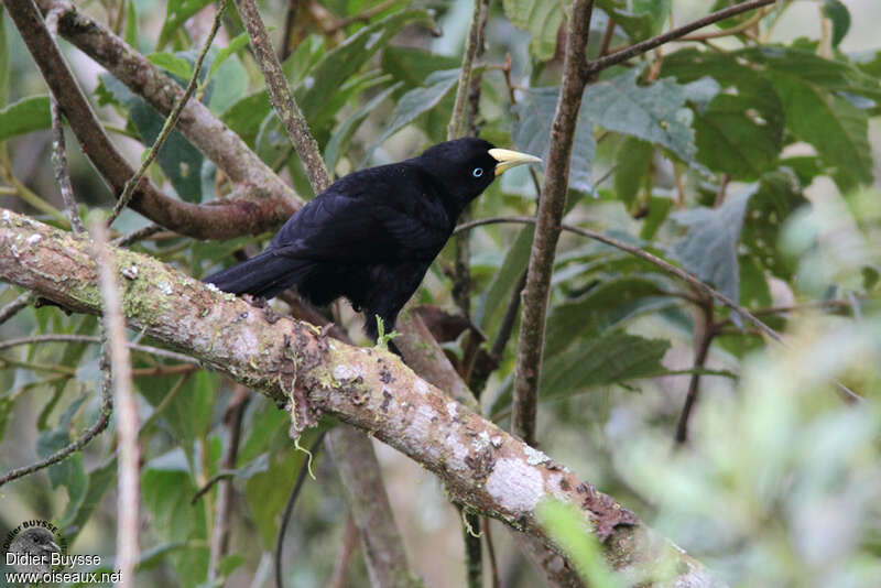 Cassique à dos rougeadulte, habitat