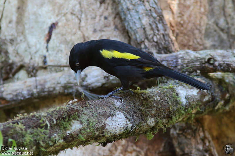 Cassique à épaulettesadulte, identification