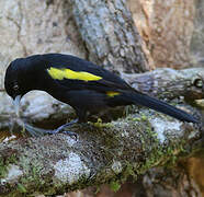 Golden-winged Cacique