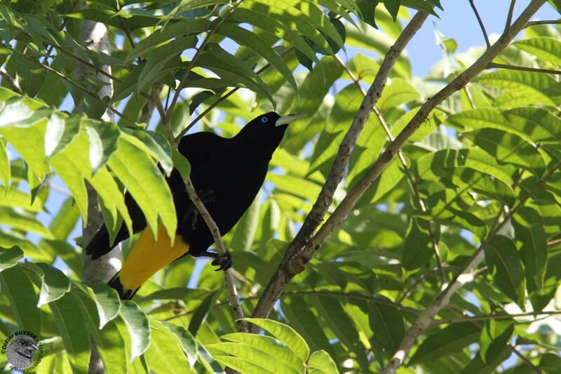 Yellow-rumped Caciqueadult, identification