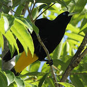 Yellow-rumped Cacique