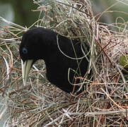 Yellow-rumped Cacique