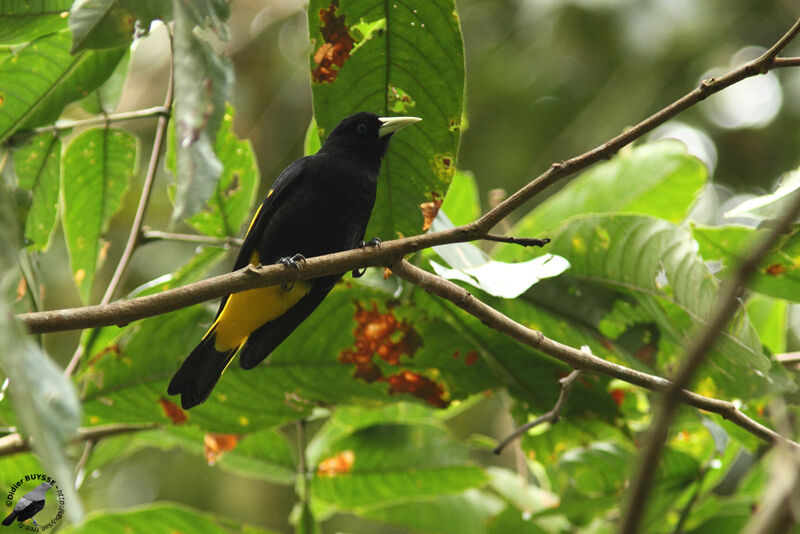 Yellow-rumped Caciqueadult, identification