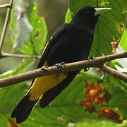 Yellow-rumped Cacique