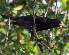 Red-rumped Cacique