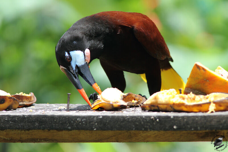 Montezuma Oropendolaadult, identification, feeding habits