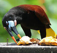 Montezuma Oropendola