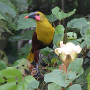 Olive Oropendola