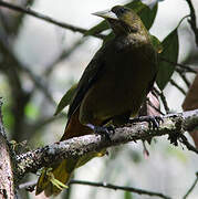 Dusky-green Oropendola