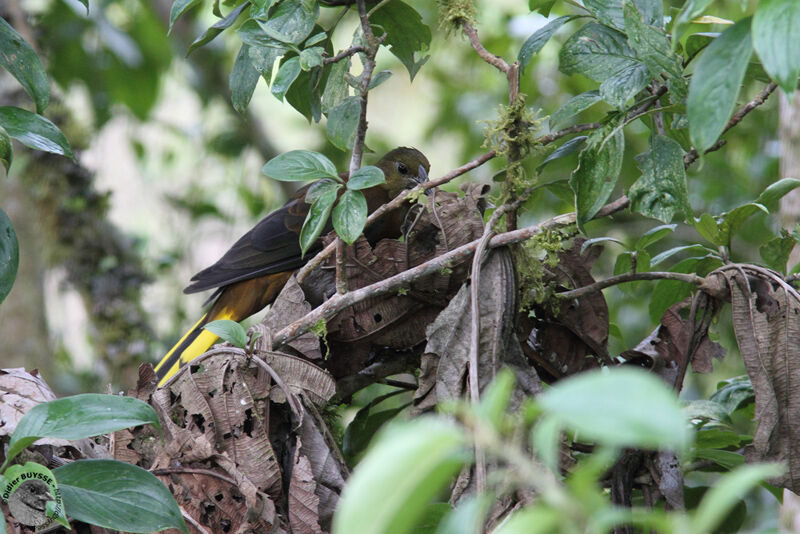 Cassique roussâtreadulte, identification