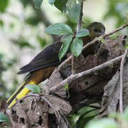 Russet-backed Oropendola