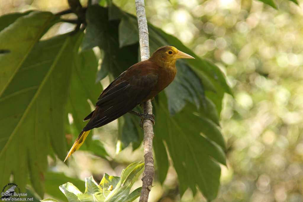 Cassique roussâtreadulte, identification