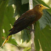 Russet-backed Oropendola