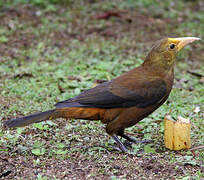 Russet-backed Oropendola