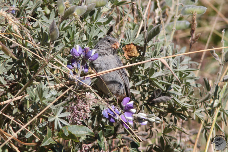 Plain-colored Seedeater male, identification, feeding habits