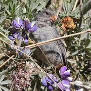 Plain-colored Seedeater