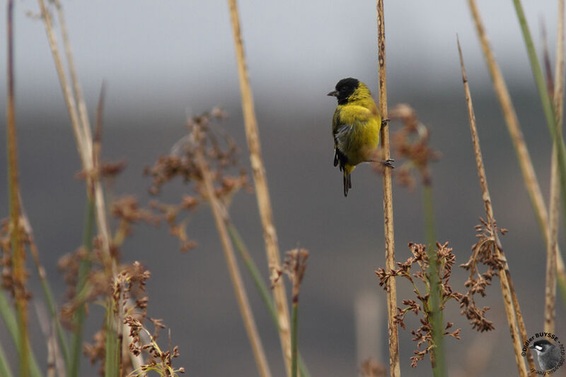 Chardonneret de Magellanadulte, identification