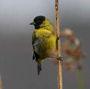 Hooded Siskin