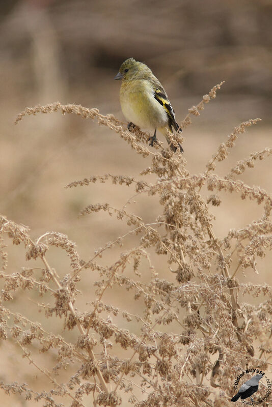 Chardonneret de Magellan femelle adulte, identification