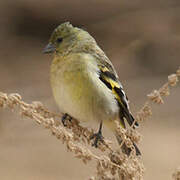 Hooded Siskin