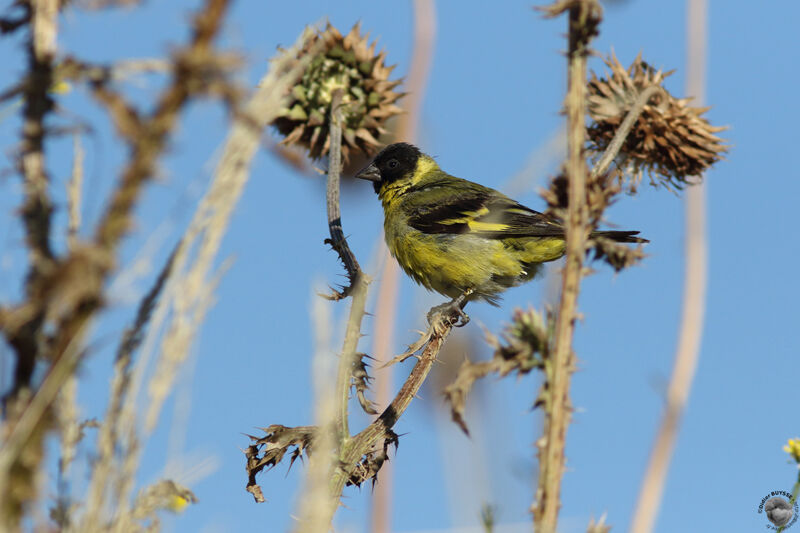 Hooded Siskin male adult, identification