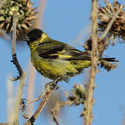 Hooded Siskin