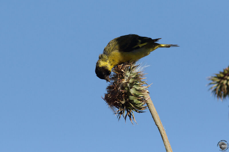 Hooded Siskin male adult, identification, eats