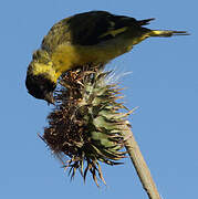 Hooded Siskin