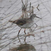 Lesser Yellowlegs