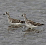 Lesser Yellowlegs