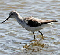 Common Greenshank