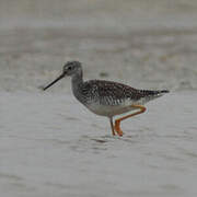 Greater Yellowlegs