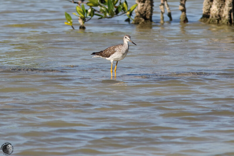 Greater Yellowlegsadult, identification