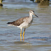 Greater Yellowlegs