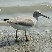 Grey-tailed Tattler