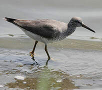 Grey-tailed Tattler