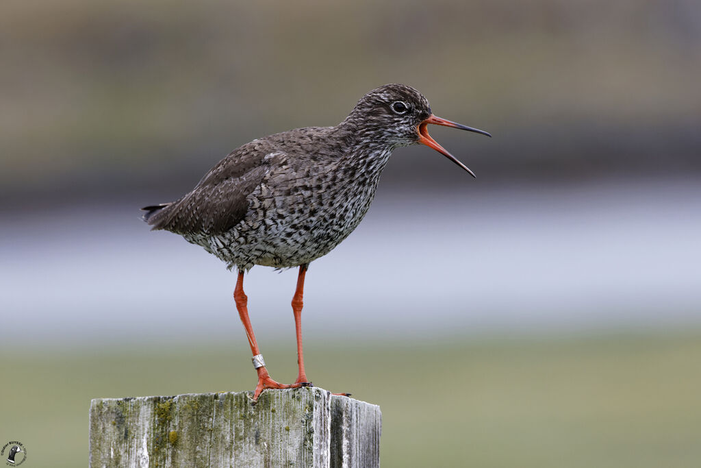 Common Redshankadult, song