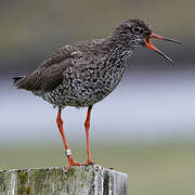 Common Redshank